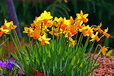 Free hd flower wallpaper download.jpg