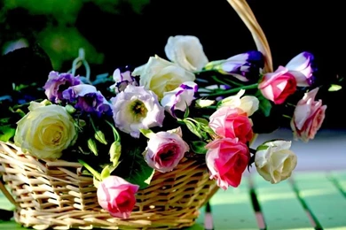 Flowers HD Wallpapers