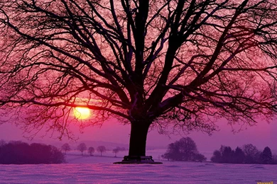 YouWall   Winter Sunset Wallpapers   Wallpaper,wallpapers,free ...