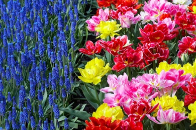 Flowers Desktop Wallpapers FREE On Latoro.com