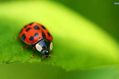 Ladybug Wallpapers