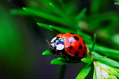 HD Ladybug Wallpapers And Photos