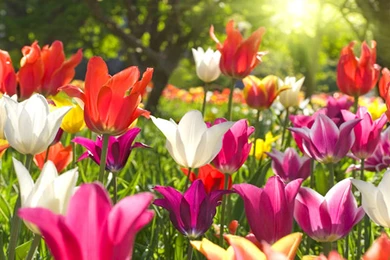 Colorful Flowers Hd Desktop Wallpapers Free   Wallpaperss HD