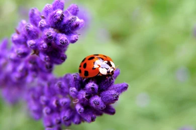 Ladybug Wallpapers Hd Wallpapers Page 0
