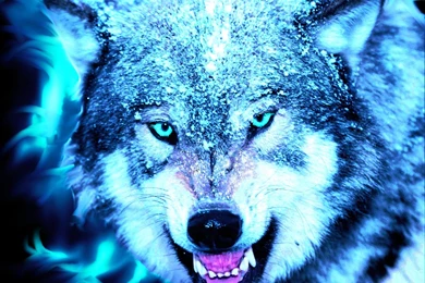 Wolf Computer Wallpapers, Desktop Backgrounds