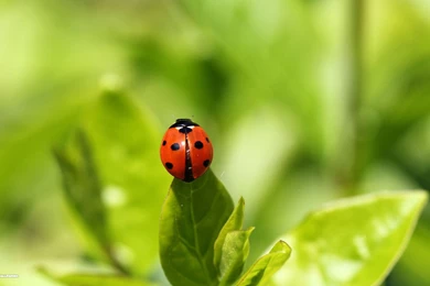 Ladybug Wallpapers 45/85