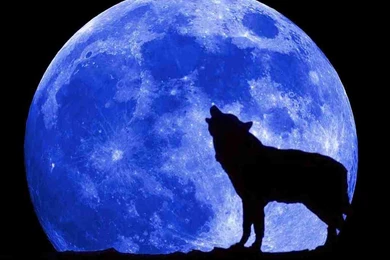 Full Blue Moon Wolf   Wallpaper.
