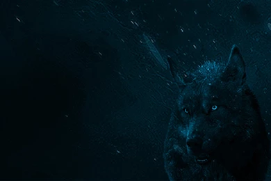 Blue Wolf Wallpapers   Imgur