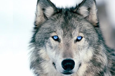 Jestingstock.com Wolf Blue Eyes Wallpapers