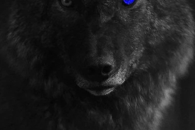 Black Wolf With Blue Eyes Wallpapers