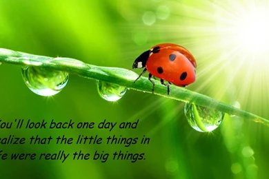 Insect Zone   Ladybug Photo Collection.   BestePics