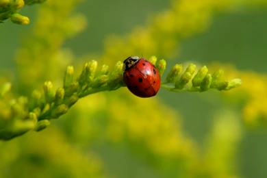 Ladybug Wallpapers Hd Photos