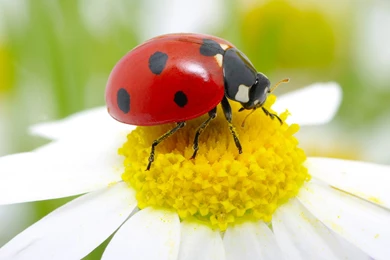 Ladybug Wallpapers