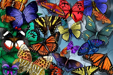 Wallpapers Of So Many Butterflies