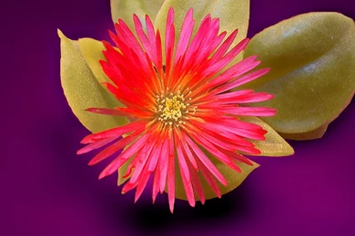 Images Of Different Types Of Flowers   Wallpapers HD Wide