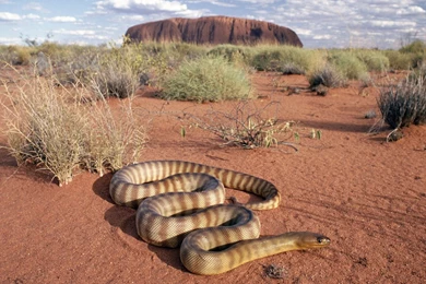 65 HD Snakes Wallpapers” And A Frog