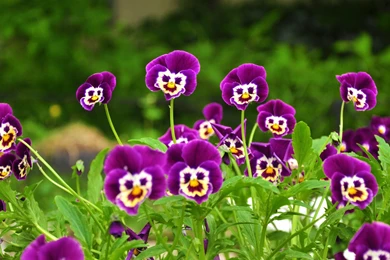 Some Great Flowers And Gift Ideas For Woman: Keep Their Interests ...