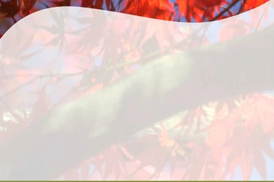 Free Christmas Tree Backgrounds For PowerPoint   Social PPT Templates