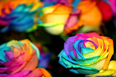 Hd Desktop Wallpapers [Archive]   MastiMazah !!!~A Best Learning ...