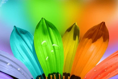 Colorful Flower Wallpapers HD Wallpapers Pretty