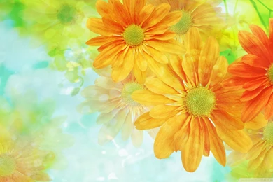 Colorful Flower Wallpapers HD Wallpapers Pretty