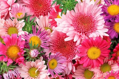 Colorful Flowers   1546064