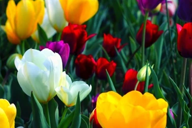 Colorful Flowers HD Desktop Wallpapers : Fullscreen : Mobile : Dual ...