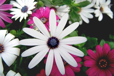 Lovely Colorful Flowers Wallpapers