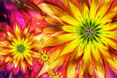 Colorful Flowers 1772800