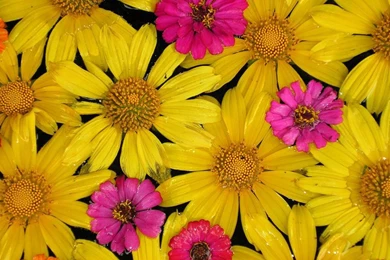Colorful Flowers Wallpapers 3   Crazy Frankenstein