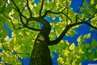 Tree Crown HD Desktop Wallpapers : Widescreen : High Definition ...