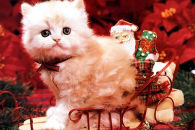 Christmas Kitten   Christmas Wallpapers (2736116)   Fanpop