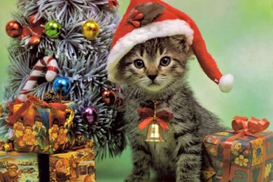 Christmas Kitten.   Cats Wallpapers (36711832)   Fanpop