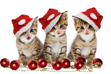 Cute Christmas Kittens By The Decorations Wallpapers   Holiday ...