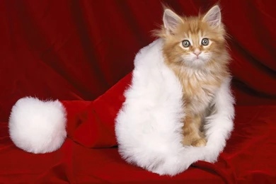 Christmas Kitty Pictures   Wallpapers HD Base
