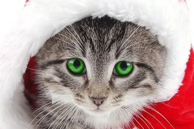 iPhone Cat Wallpapers On Pinterest