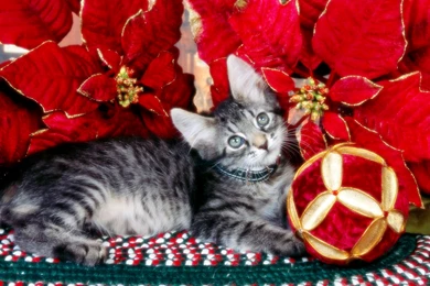 Free Christmas Kitten In Red Flowers Computer Desktop Wallpapers