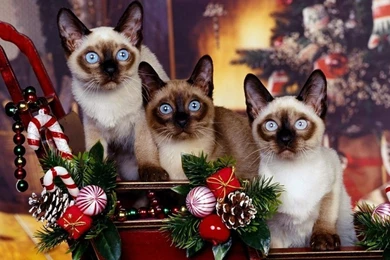 Free Wallpicz: Wallpapers Desktop Kitten