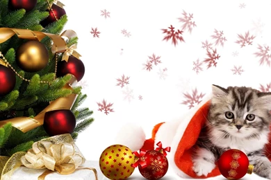 Christmas Tree Wishes HD Desktop Wallpapers : Widescreen : High ...