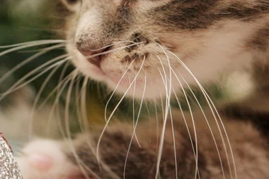 Download Wallpapers 750x1334 Kitten, Christmas Ball, Play, Face ...