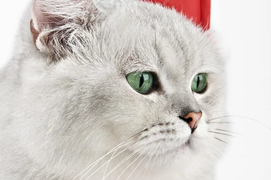 Christmas Kitten HD Desktop Wallpapers : Widescreen : High ...