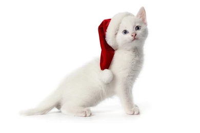 Wallpapers Kitten, Cat, New Year, Christmas, Simple Desktop ...