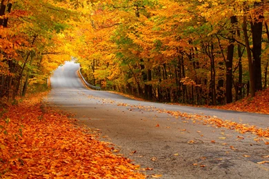 Road With Falling Autumn Leaves