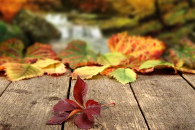 Autumn Leaves Falling Wallpapers