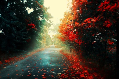 1920x1200 Fallen Leaves In Autumn Desktop PC And Mac Wallpapers