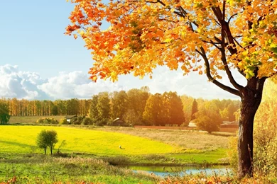 Autumn Leaves Falling   Wallpaper.