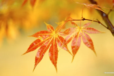 Autumn Tints   Beautiful Fall Leaves Widescreen Wallpapers ...
