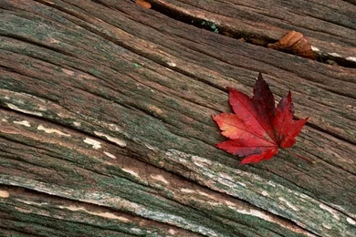 A Fallen Leaf Picture   Fall Leaves Wallpapers 32   Wallcoo.net