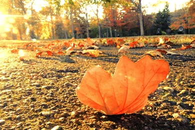 Autumn Leaves Tumblr Gif   Wallpaper.