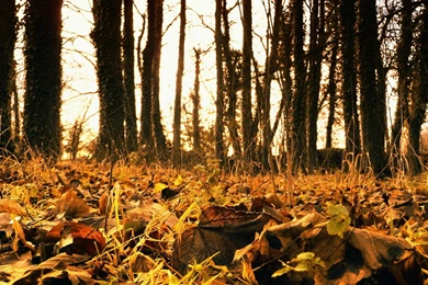 Download Wallpapers 1920x1080 Autumn, Leaves, Fallen, Grass Full HD ...